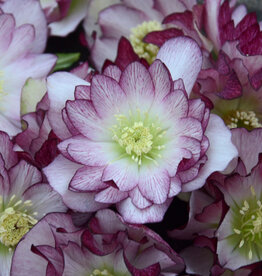 Walters Gardens Helleborus 'Blushing Bridesmaid' #1