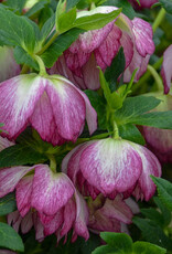 Walters Gardens Helleborus 'Blushing Bridesmaid' #1