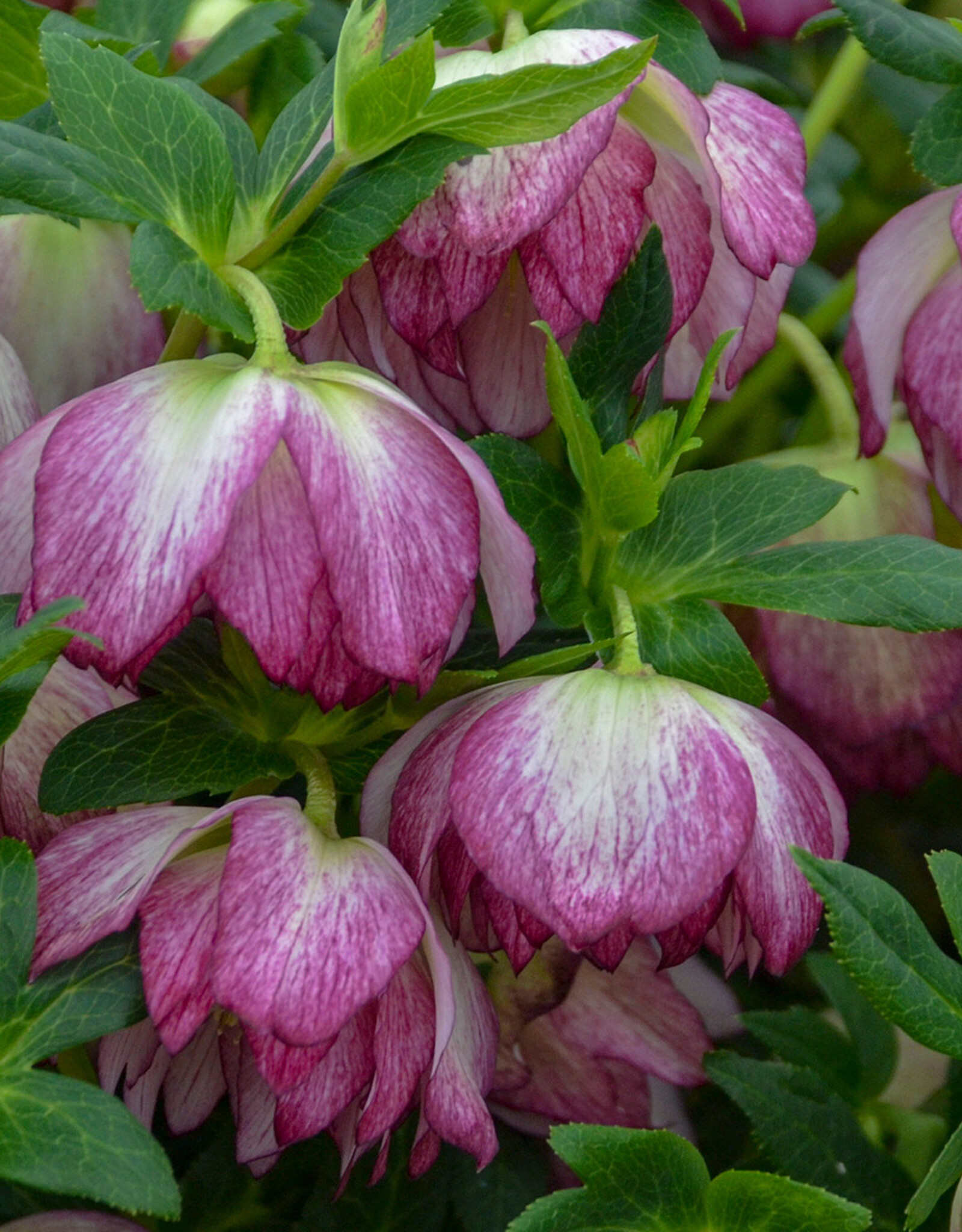 Walters Gardens Helleborus 'Blushing Bridesmaid' #1