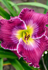 Walters Gardens Hemerocallis 'Rich in Mercy'  #1 Daylily