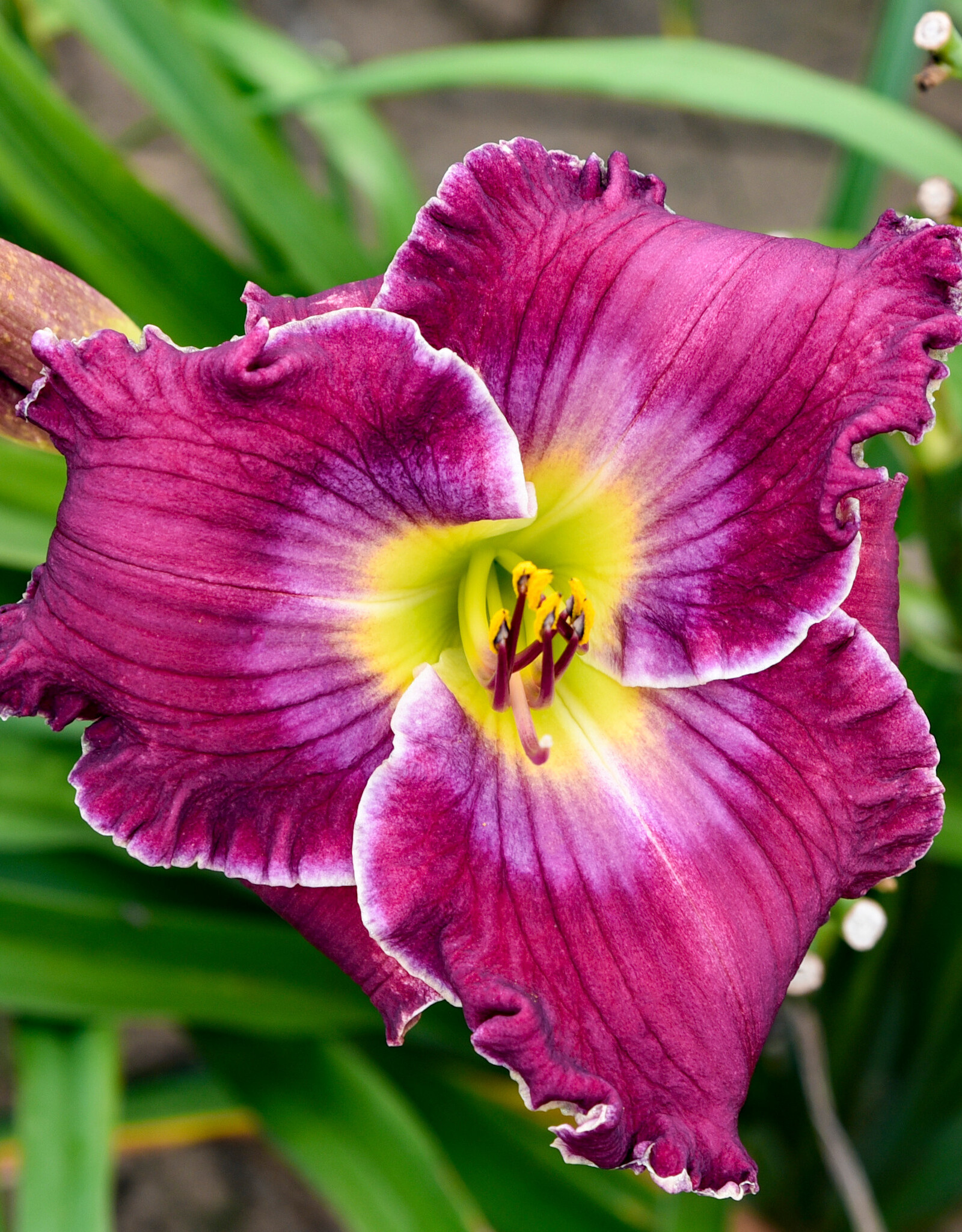 Walters Gardens Hemerocallis 'Rich in Mercy'  #1 Daylily