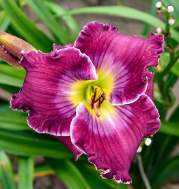 Walters Gardens Hemerocallis 'Rich in Mercy'  #1 Daylily