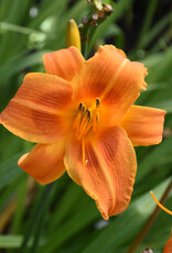Walters Gardens Hemerocallis 'Rocket City'  #1 Daylily