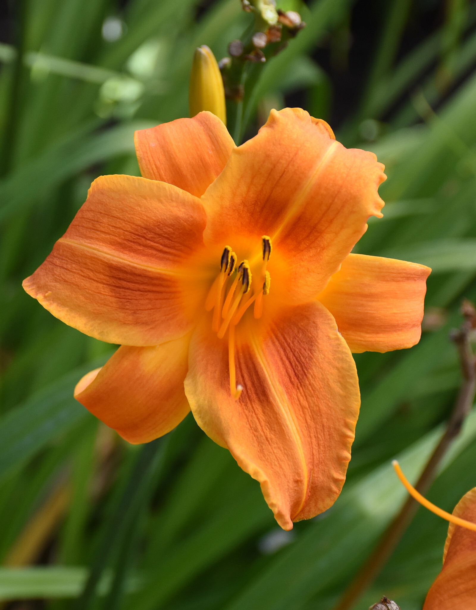 Walters Gardens Hemerocallis 'Rocket City'  #1 Daylily