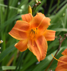 Walters Gardens Hemerocallis 'Rocket City'  #1 Daylily