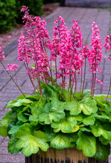 Walters Gardens Heuchera 'Timeless Glow' #1- Coral Bells