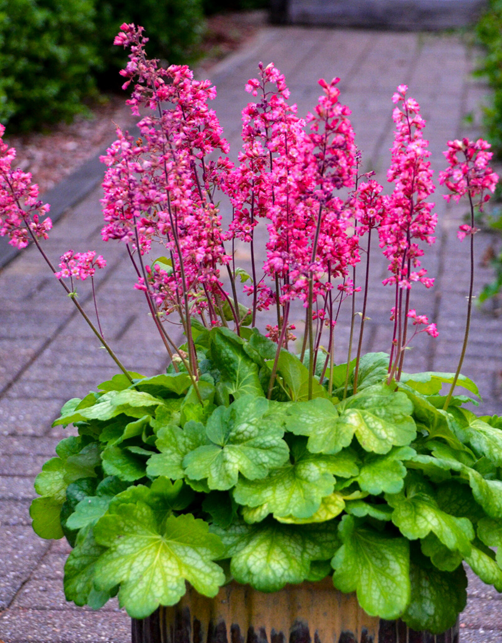 Walters Gardens Heuchera 'Timeless Glow' #1- Coral Bells
