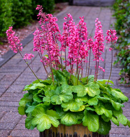 Walters Gardens Heuchera 'Timeless Glow' #1- Coral Bells