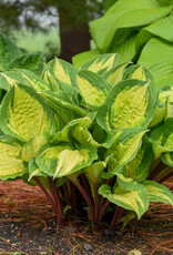 Walters Gardens Hosta 'Island Breeze' #1