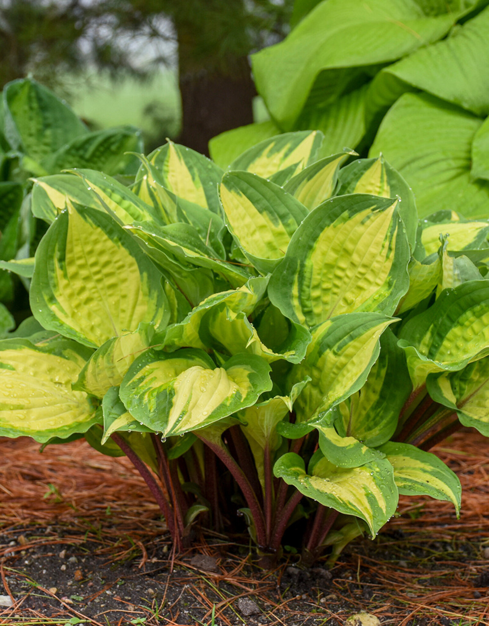 Walters Gardens Hosta 'Island Breeze' #1