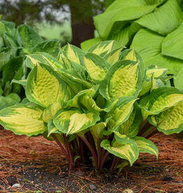 Walters Gardens Hosta 'Island Breeze' #1