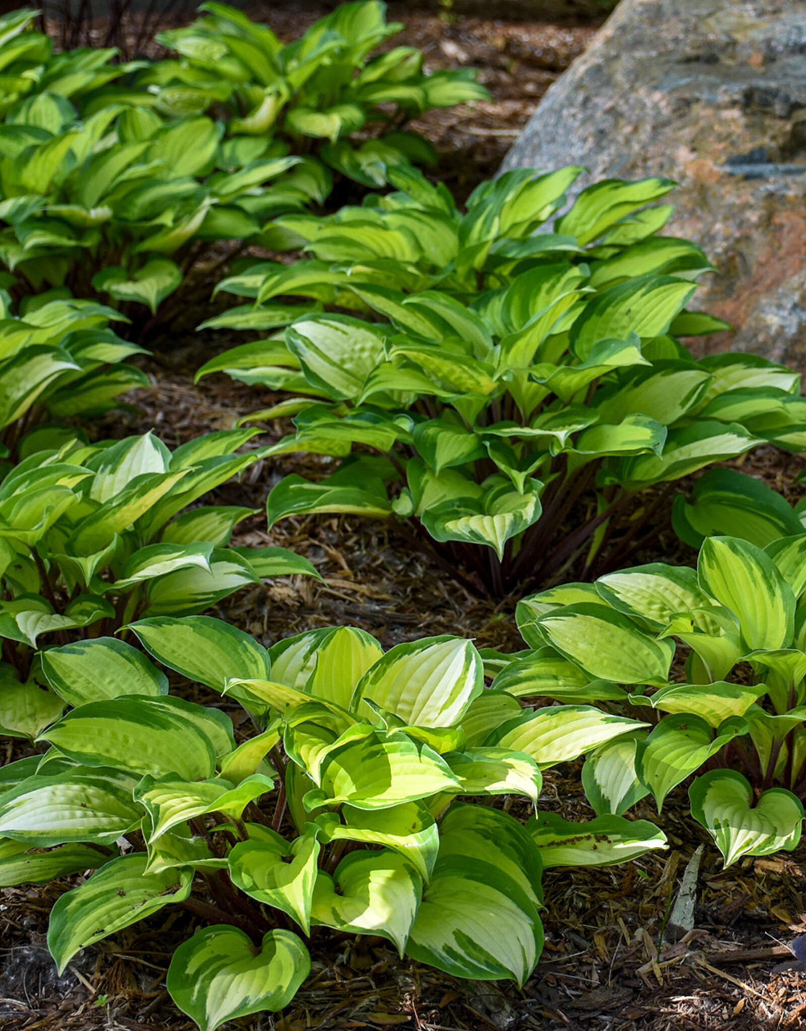 Walters Gardens Hosta 'Island Breeze' #1