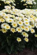 Proven Winners Leucanthemum s 'Banana Cream II' 5.5 PW