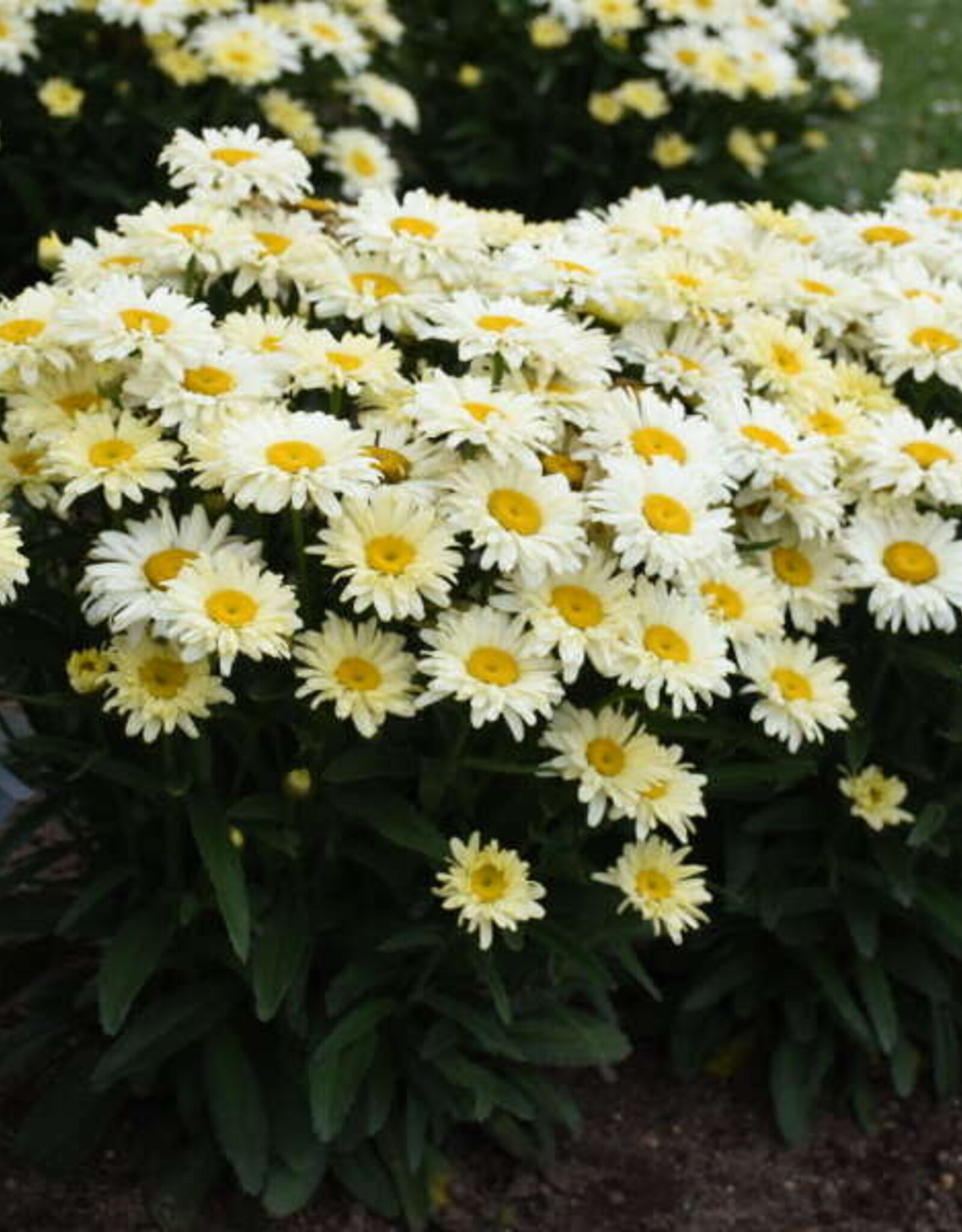 Proven Winners Leucanthemum s 'Banana Cream II' 5.5 PW