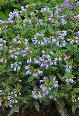 Walters Gardens Pulmonaria 'Twinkle Toes' 5.5inch