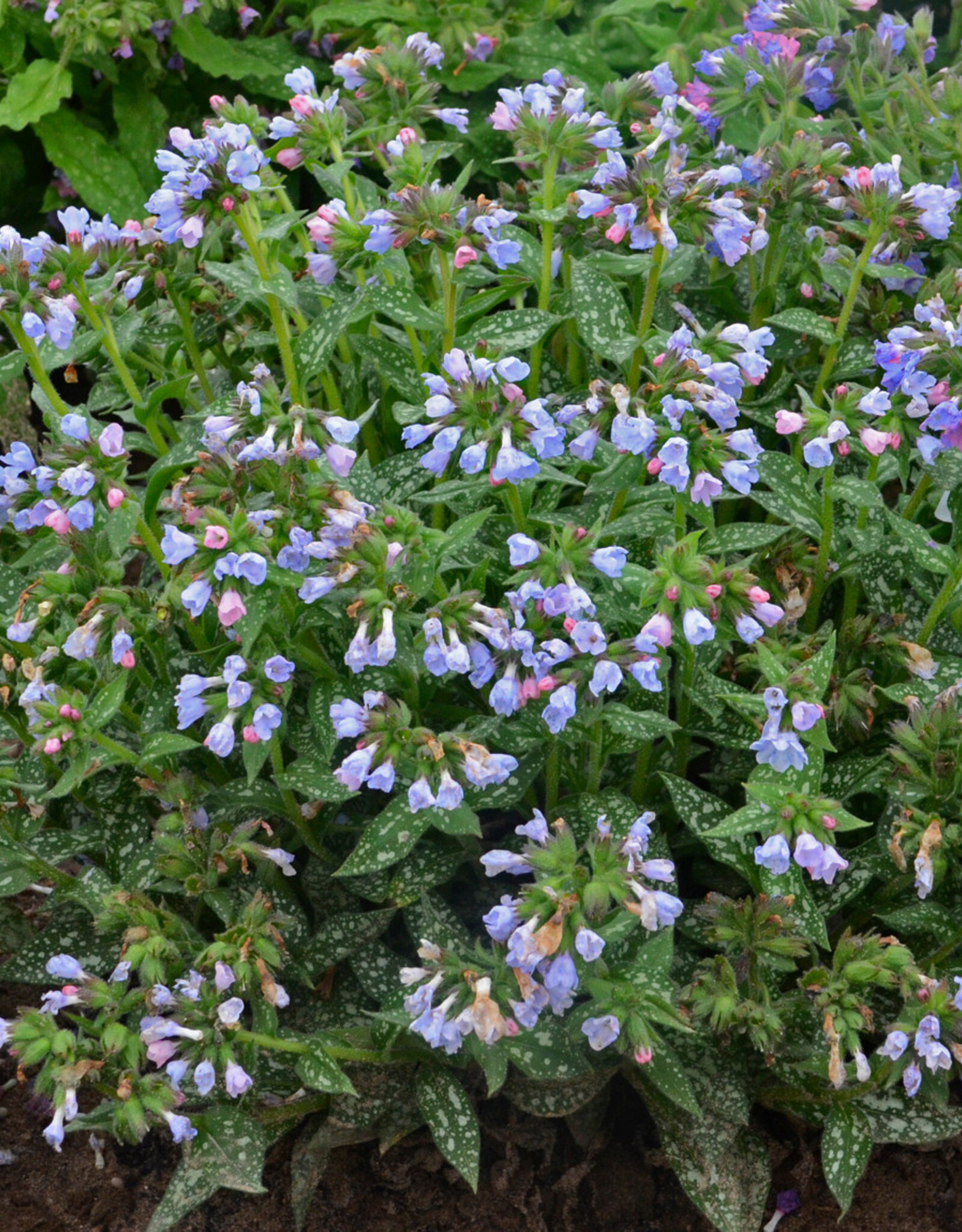 Walters Gardens Pulmonaria 'Twinkle Toes' 5.5inch