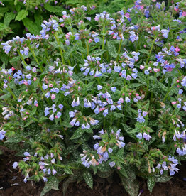 Walters Gardens Pulmonaria 'Twinkle Toes' 5.5inch