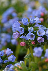 Walters Gardens Pulmonaria 'Twinkle Toes' 5.5inch