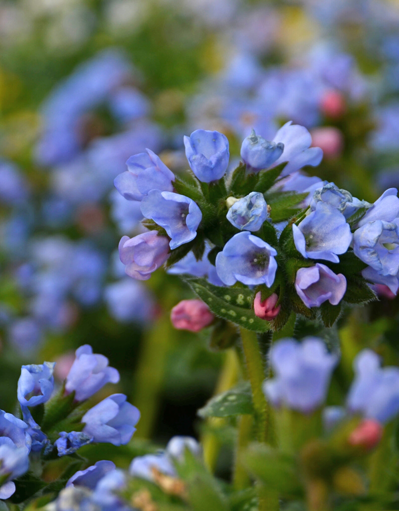 Walters Gardens Pulmonaria 'Twinkle Toes' 5.5inch