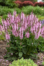 Walters Gardens Salvia  'Ballerina Pink' FASHIONISTA® 5.5in