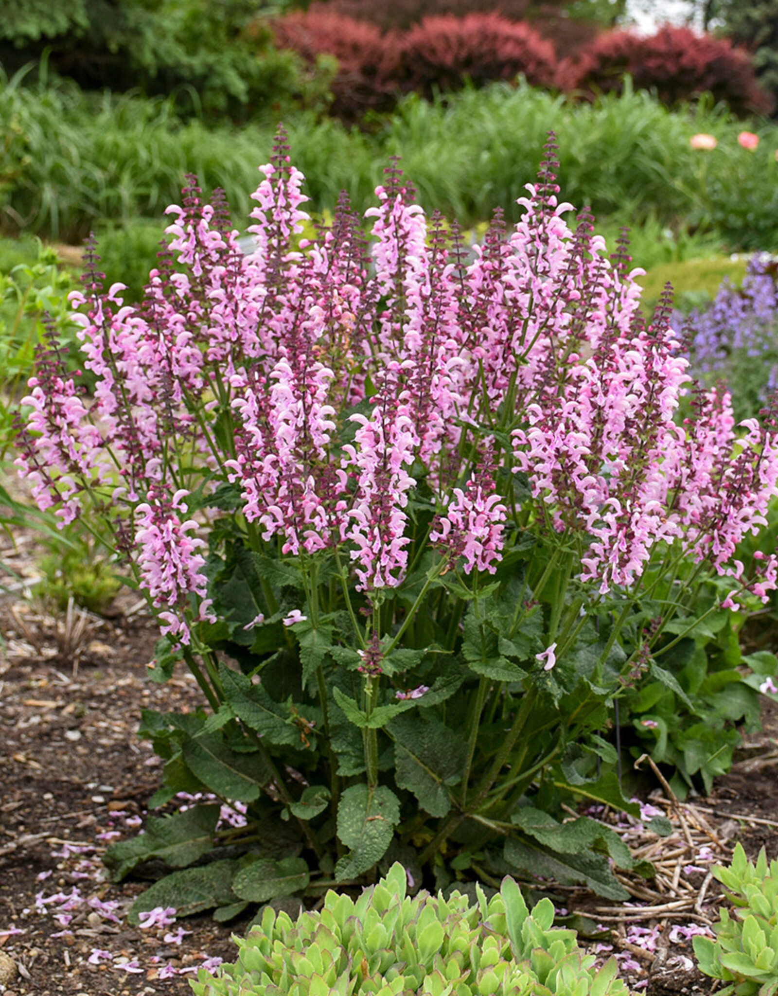 Walters Gardens Salvia  'Ballerina Pink' FASHIONISTA® 5.5in