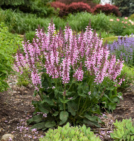 Walters Gardens Salvia  'Balarina Pink' FASHIONISTA® 5.5in