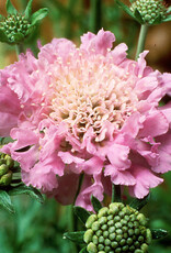Walters Gardens Scabiosa 'Pink Mist ' 5.5 in Pincushion Flower