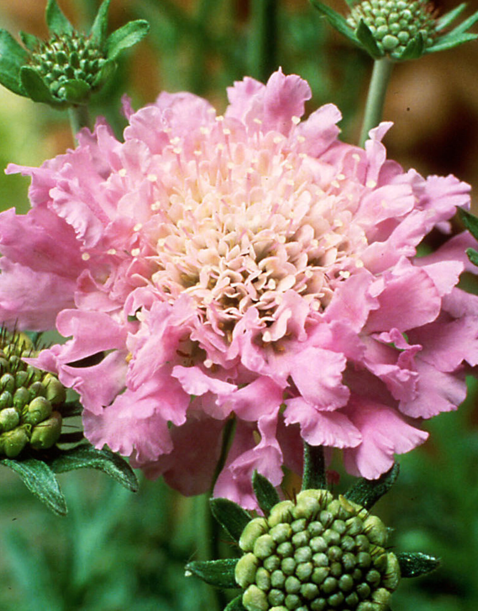 Walters Gardens Scabiosa 'Pink Mist ' 5.5 in Pincushion Flower