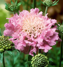 Walters Gardens Scabiosa 'Pink Mist ' 5.5 in Pincushion Flower