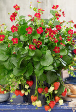 Walters Gardens Fragaria -Strawberry- 'Ruby Ann'  3.5 in