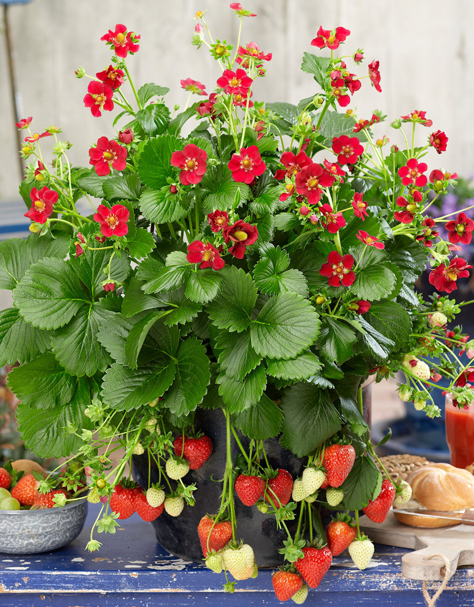 Walters Gardens Fragaria -Strawberry- 'Ruby Ann'  3.5 in