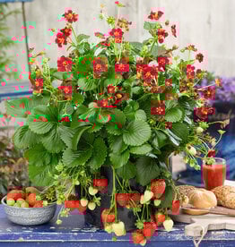 Walters Gardens Fragaria -Strawberry- 'Ruby Ann'  3.5 in
