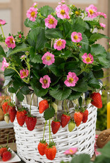 Walters Gardens Fragaria -Strawberry- 'Gasana'  3.5 in