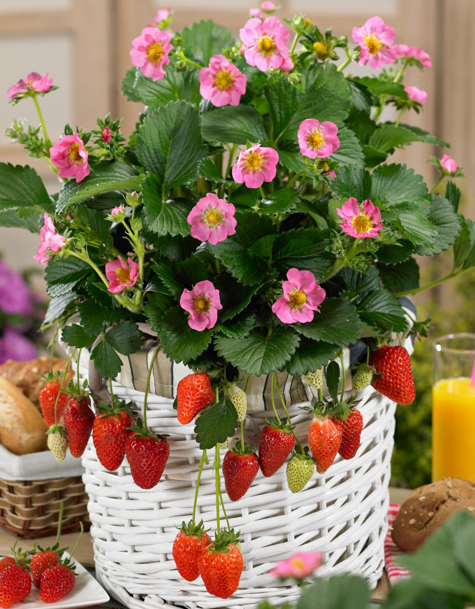 Walters Gardens Fragaria -Strawberry- 'Gasana'  3.5 in