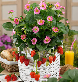 Walters Gardens Fragaria -Strawberry- 'Gasana'  3.5 in