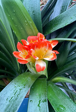 Clivia sp. #1 Bush Lily