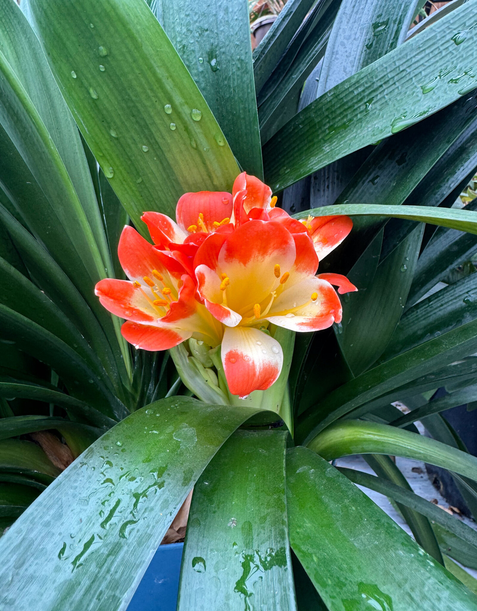 Clivia sp. #1 Bush Lily