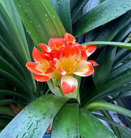 Clivia sp. #1 Bush Lily