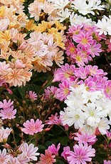 Gulley Greenhouse Lewisia Elise 3.5 inch Perennial- Cliff Maids