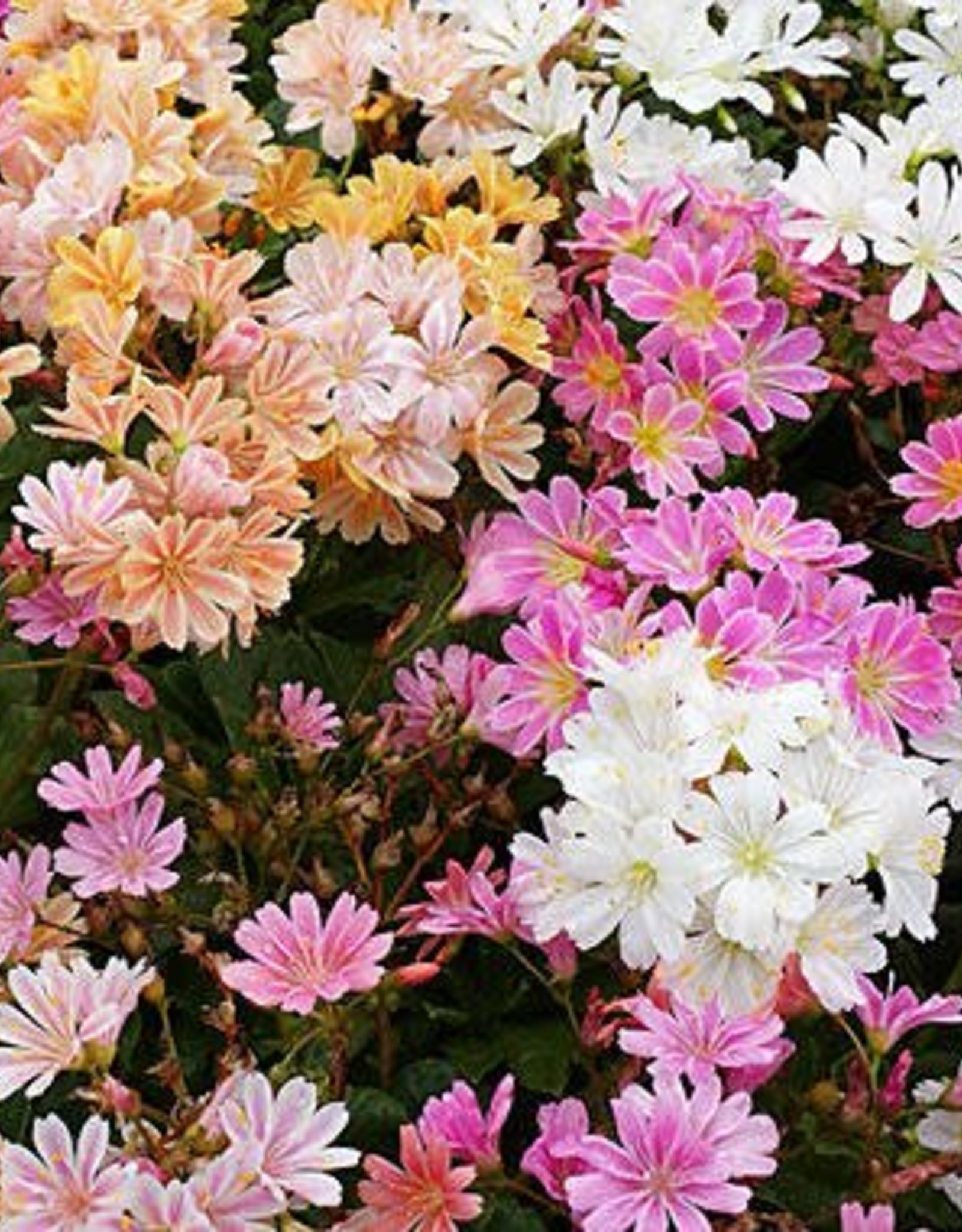 Gulley Greenhouse Lewisia Elise 3.5 inch Perennial- Cliff Maids