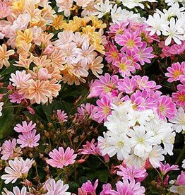 Gulley Greenhouse Lewisia Elise 3.5 inch Perennial- Cliff Maids