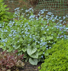 Walters Gardens Brunnera macrophylla 'Jack Frost' 5.5 in