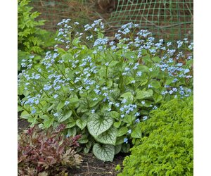 Brunnera macrophylla 'Jack Frost' 6 in - Wagon Wheel