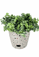 7″ Dots Round Self-Watering Bamboo Pot