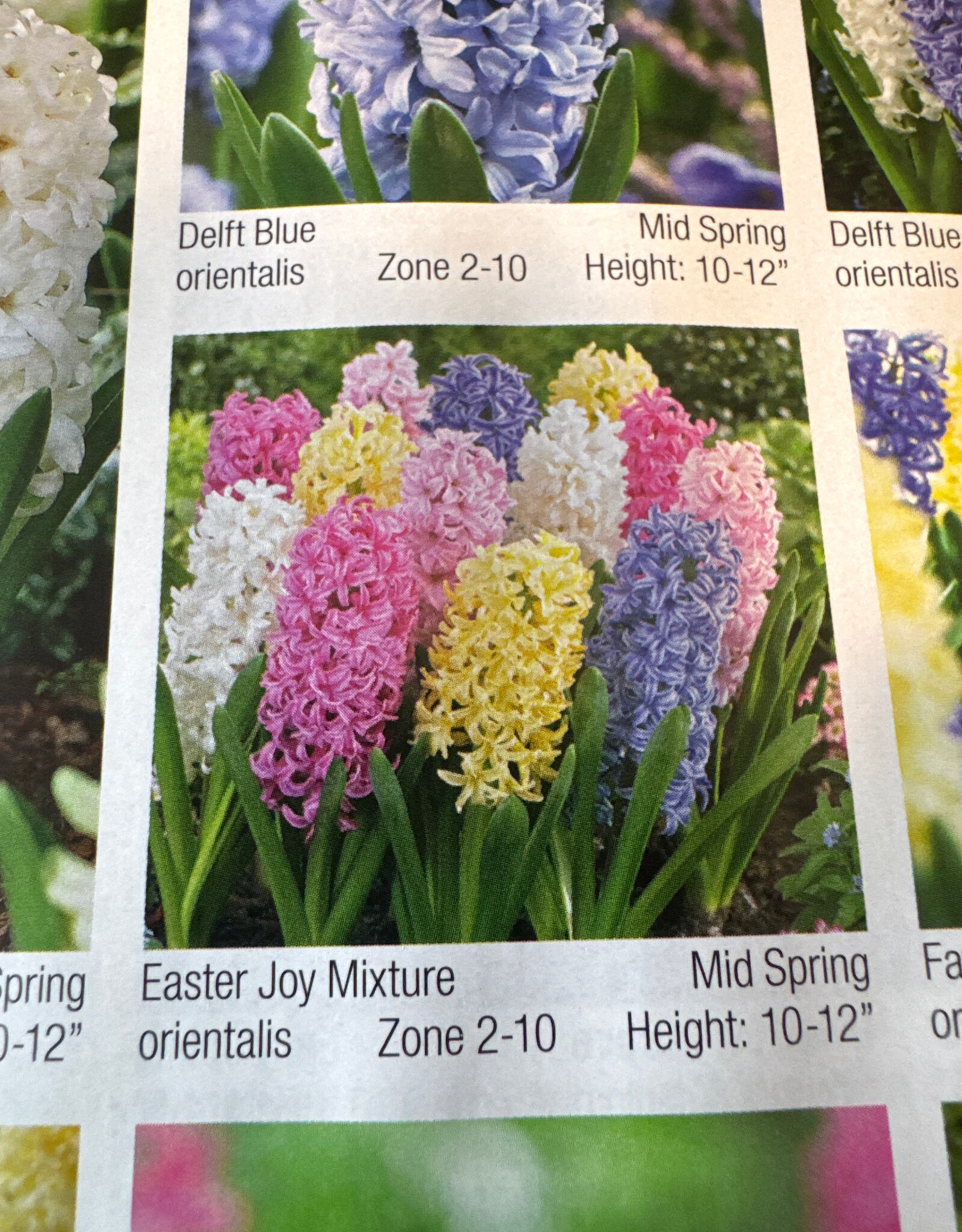 Netherland Bulb Company Hyacinth Easter Joy Mixture 5/pk