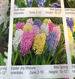 Netherland Bulb Company Hyacinth Easter Joy Mixture 5/pk