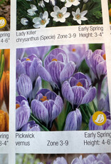 Netherland Bulb Company Crocus Pickwick 12/pk