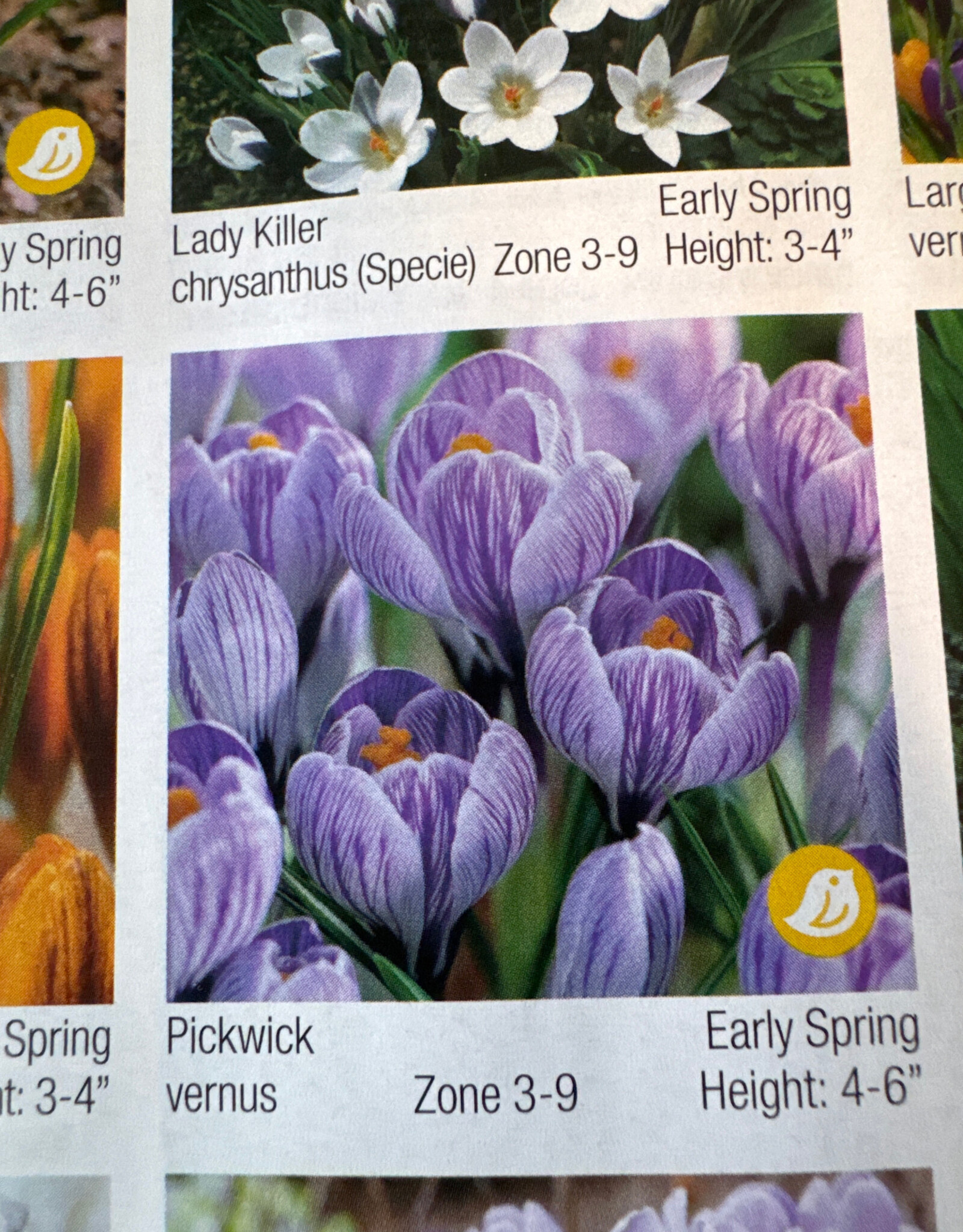 Netherland Bulb Company Crocus Pickwick 12/pk