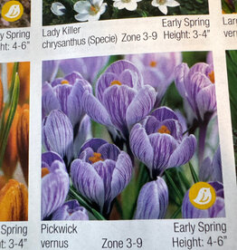 Netherland Bulb Company Crocus Pickwick 12/pk