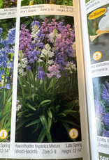 Netherland Bulb Company Hyacinthoides Hispanica Mixture (Wood Hyacinths) 10/pk